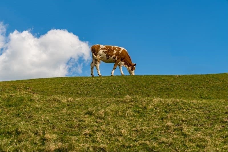 Do Cows Produce More CO2 Than Cars?